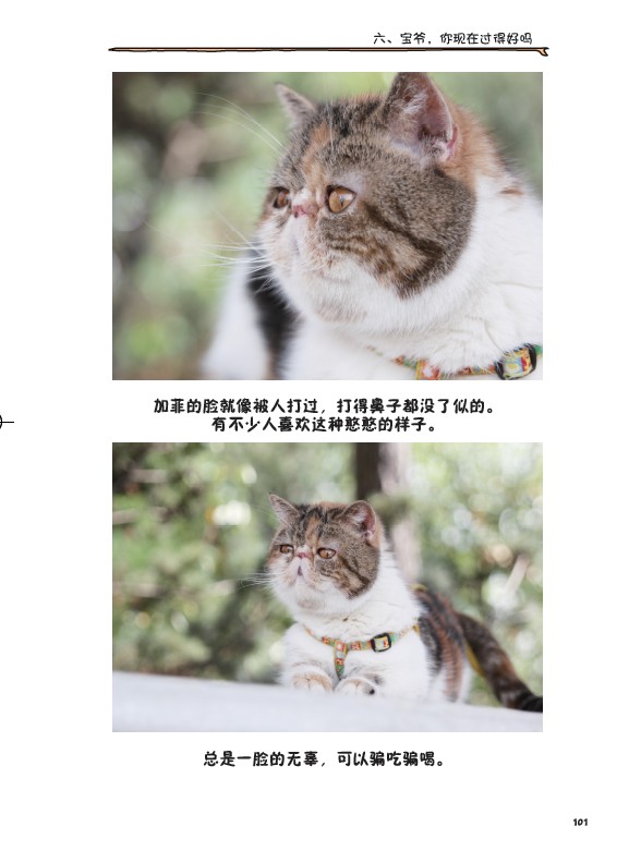 生活在猫国