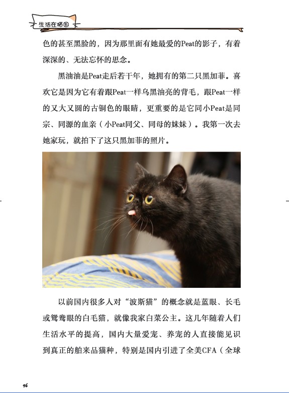 生活在猫国