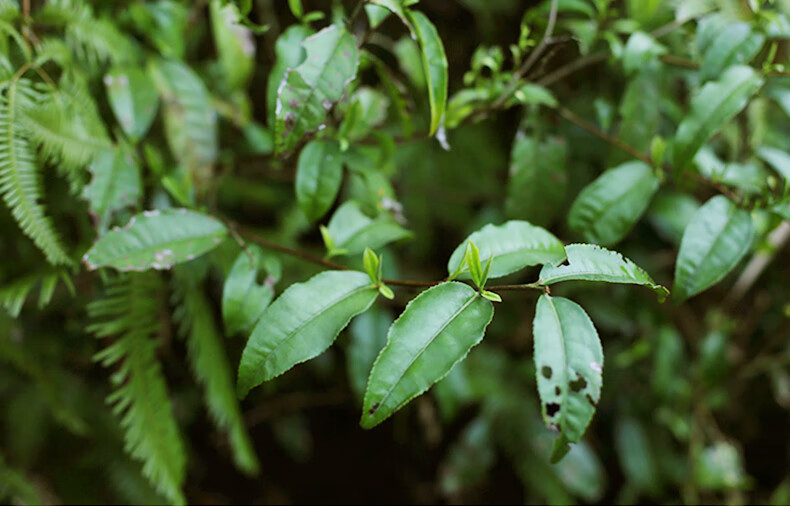 江西武夷山野树红茶自然的味道