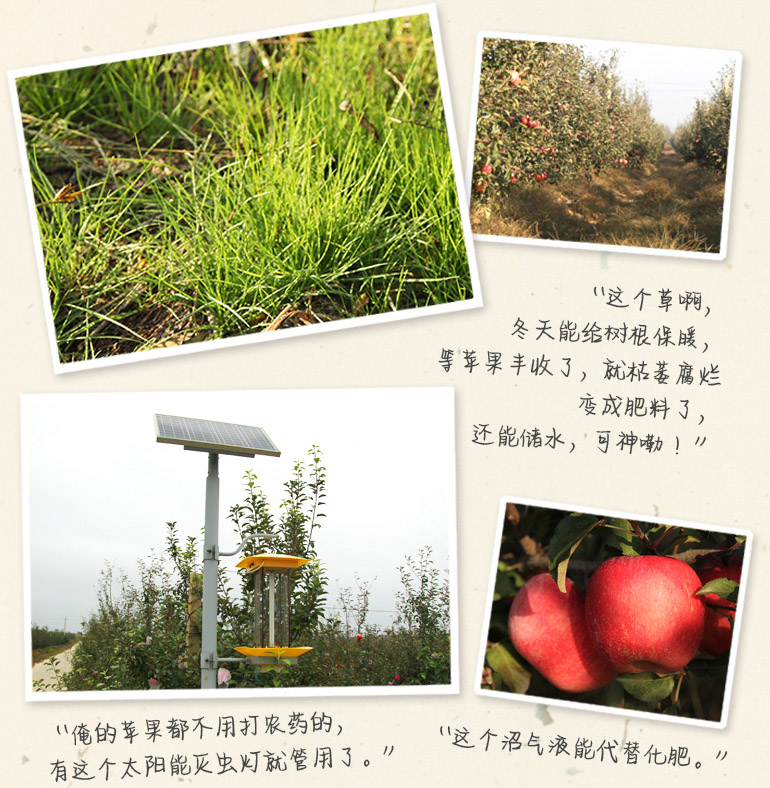 山东三优红富士苹果脆甜上市- 京东众筹