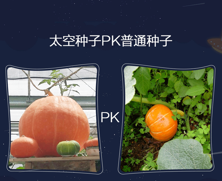 神奇太空种子多花大果实蔬菜