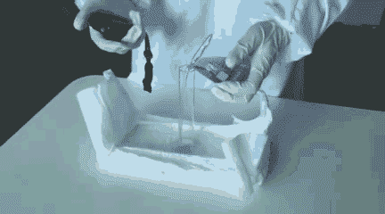 泰迪熊teddybear宝宝纸尿裤加大号xl68片装臻薄宠爱透气系列1217公斤