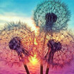 5D DIY Diamond Embroidery Dream Dandelion Sunset Cute Hedgehog Diamond Painting Rhinestone Home Decoration