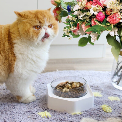 Adjustable Pet Food Water Bowl Cat Dog Feeding Bowl Raised with Stand Single Double Bowl
Adjustable Pet Food Water Bowl Cat Dog Feeding Bowl Raised with Stand Single Double Bowl