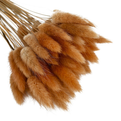 50pcs Colorful Foxtail Barley Grass Bonsai Home Decoration Natural Dried Twelve Flower Dried Flower Photo Props Dog Tail Grass
50pcs Colorful Foxtail Barley Grass Bonsai Home Decoration Natural Dried Twelve Flower Dried Flower Photo Props Dog Tail Grass