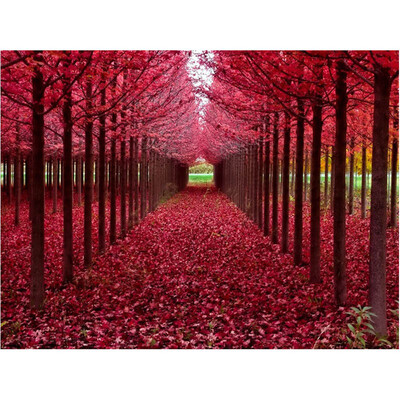 Romantic Flower Grove Forest Scenery 5D DIY Diamond Painting Craft Cross Stitch Kit for Home Bedroom Wall Decor
Romantic Flower Grove Forest Scenery 5D DIY Diamond Painting Craft Cross Stitch Kit for Home Bedroom Wall Decor