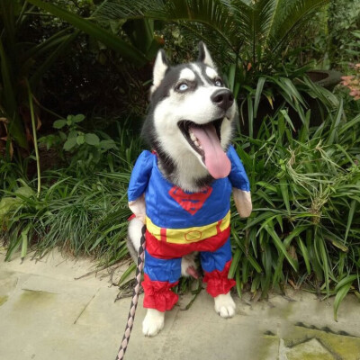 Funny Pet Dog Cat Clothes Pet Costume Halloween Uniform Clothes Doctor Policeman Cowboy Pirate Outfit For Small Medium Dog
Funny Pet Dog Cat Clothes Pet Costume Halloween Uniform Clothes Doctor Policeman Cowboy Pirate Outfit For Small Medium Dog