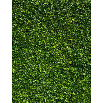 Green Flower Photo Backdrop 57FT Vinyl Fabric Cloth Digital Printing Photo Background s-2400
Green Flower Photo Backdrop 57FT Vinyl Fabric Cloth Digital Printing Photo Background s-2400