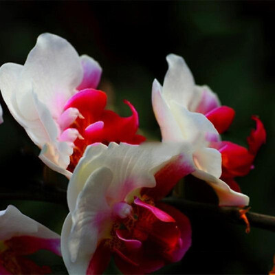 20PCS Butterfly Orchid Seeds Phalaenopsis Bonsai Flower Seed Plants Potted Home Garden Balcony DecorationType 8
20PCS Butterfly Orchid Seeds Phalaenopsis Bonsai Flower Seed Plants Potted Home Garden Balcony DecorationType 8
