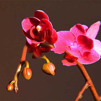 20PCS Butterfly Orchid Seeds Phalaenopsis Bonsai Flower Seed Plants Potted Home Garden Balcony DecorationType 8
20PCS Butterfly Orchid Seeds Phalaenopsis Bonsai Flower Seed Plants Potted Home Garden Balcony DecorationType 8