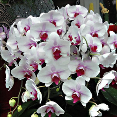 20PCS Butterfly Orchid Seeds Phalaenopsis Bonsai Flower Seed Plants Potted Home Garden Balcony DecorationType 8
20PCS Butterfly Orchid Seeds Phalaenopsis Bonsai Flower Seed Plants Potted Home Garden Balcony DecorationType 8