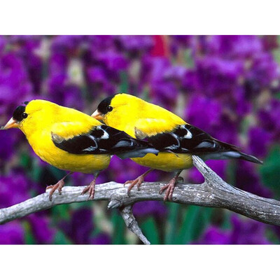 DIY Diamond Mosaic Animal Bird Full Round Drill Diamond Painting Embroidery Sale Rhinestone Picture Home Decor Gift
DIY Diamond Mosaic Animal Bird Full Round Drill Diamond Painting Embroidery Sale Rhinestone Picture Home Decor Gift