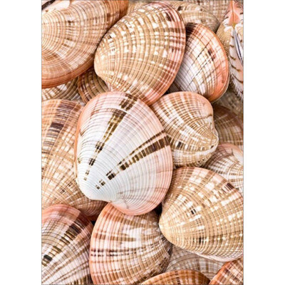 5D Diamond Painting DIY Semi-finished Still Life Theme Shell Conch Sea Simple Style Home Bedroom Office Decoration
5D Diamond Painting DIY Semi-finished Still Life Theme Shell Conch Sea Simple Style Home Bedroom Office Decoration