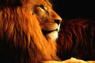Custom 3D photo wallpaper bedroom art background wallpaper cartoon children room mural lion wallpaper mural
Custom 3D photo wallpaper bedroom art background wallpaper cartoon children room mural lion wallpaper mural