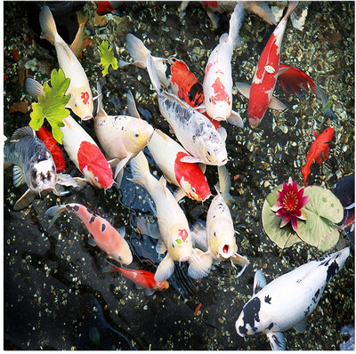 Free Shipping 3D stereo custom carp pond flooring wallpaper painting decorating bedroom restaurant floor PVC mural 250cmx200cm
Free Shipping 3D stereo custom carp pond flooring wallpaper painting decorating bedroom restaurant floor PVC mural 250cmx200cm