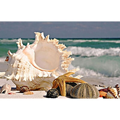UpperX Full Square Diamond 5D DIY Diamond Painting "Conch" Embroidery Cross Stitch Rhinestone Mosaic Painting Home Decor
UpperX Full Square Diamond 5D DIY Diamond Painting "Conch" Embroidery Cross Stitch Rhinestone Mosaic Painting Home Decor