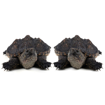 Yi Meng live map turtle pet Lucky turtle pond breeding deep water turtle 5-7cm two
Yi Meng live map turtle pet Lucky turtle pond breeding deep water turtle 5-7cm two