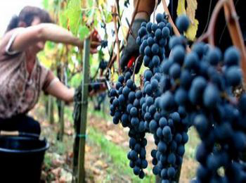 【圣霞多葡萄酒】法国2009年圣霞多弗兰克多