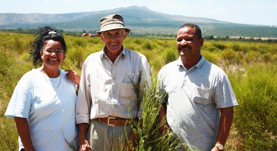 南非有机路易博士茶Rooibos tea路易波士茶fiv