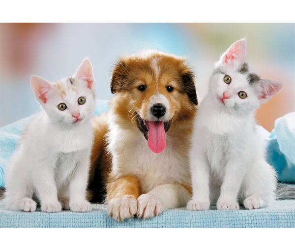 【睿思拼图】睿思拼图好朋友(猫和狗)20片R09