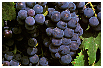 法国葛雷昂红葡萄酒 750ml 价格\/法国葛雷昂红