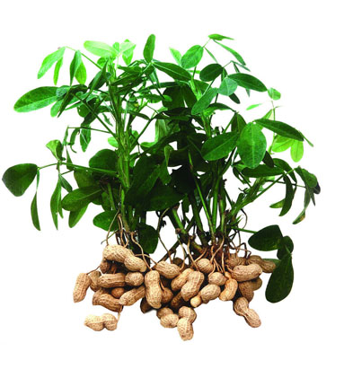 湖北特产 旭东椒盐花生袋装 1000g 价格\/湖北特