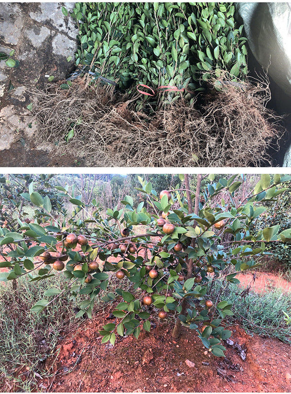 油茶苗长林高产嫁接油茶树苗山茶油树苗茶子苗杂交茶树苗白花大果高产