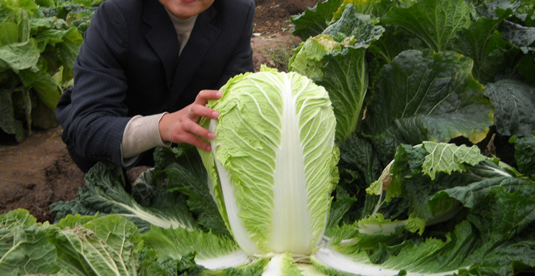 新高产大白菜种子秋季播种抗热耐寒抗病蔬菜种子农家大田白菜种子 义