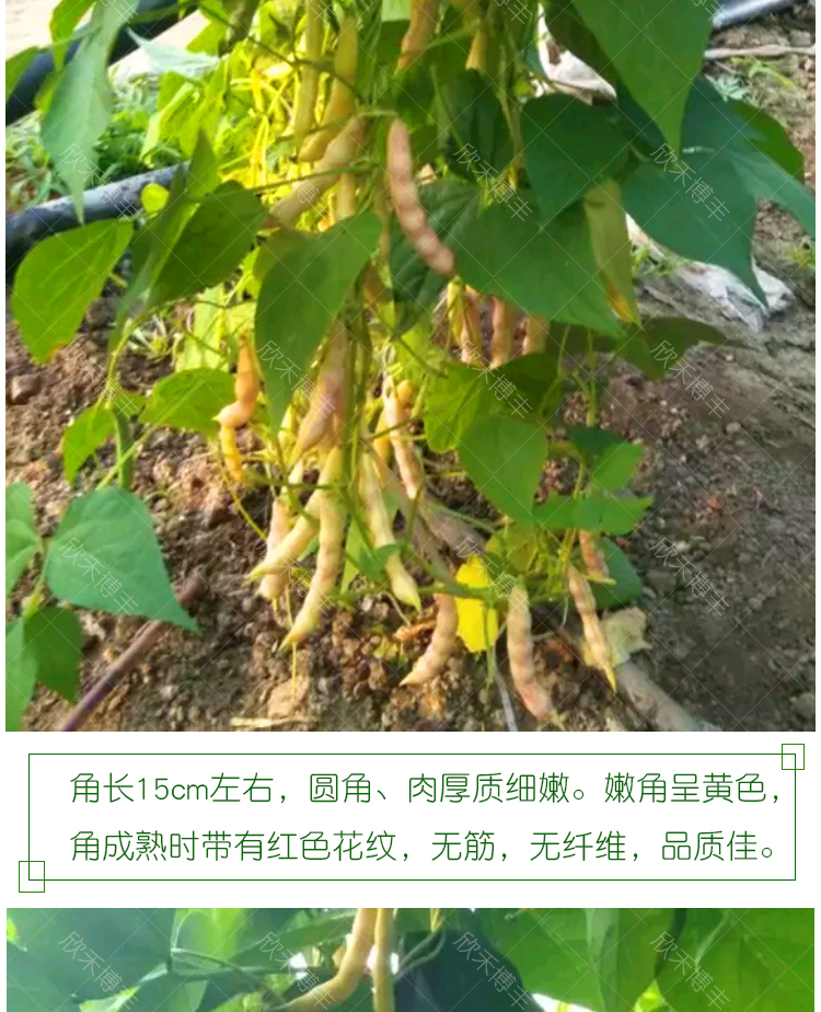 黄金钩油豆豆角种子春季秋季东北黄金勾架豆芸豆种籽四季蔬菜种孑