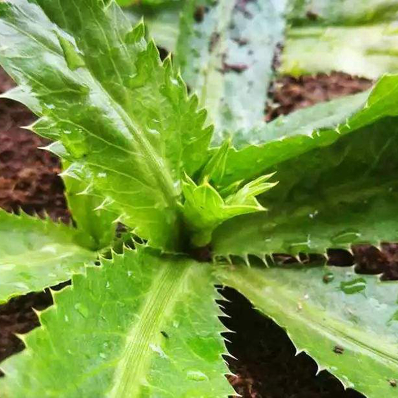 大芫荽种子缅甸香菜芫荽刺芹籽山野大香菜野菜种籽云南刺芫荽种孑原厂