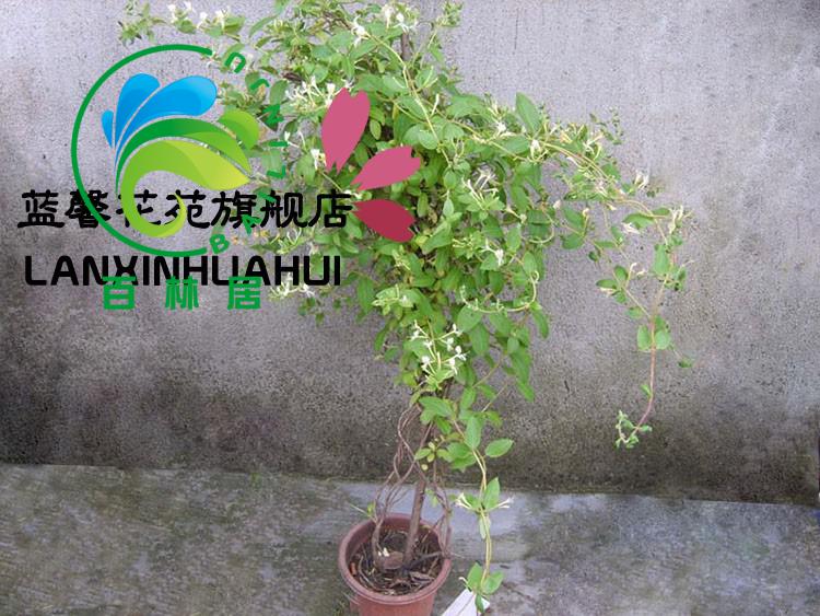 金银花苗庭院阳台盆栽地栽攀援植物爬藤植物金银花树苗室内绿植花卉