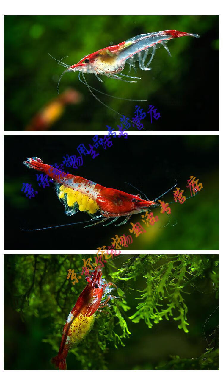 天弗樱花虾黑壳虾除藻虾宠物虾水晶虾观赏虾活体工具虾套餐30只套餐一