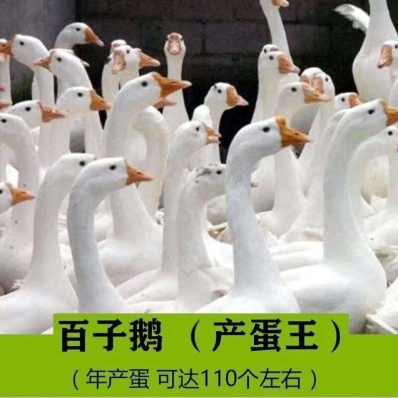 【京选推荐】正宗狮头鹅活特大种白鹅三花鹅产蛋王四季鹅皖西鹅小鹅活