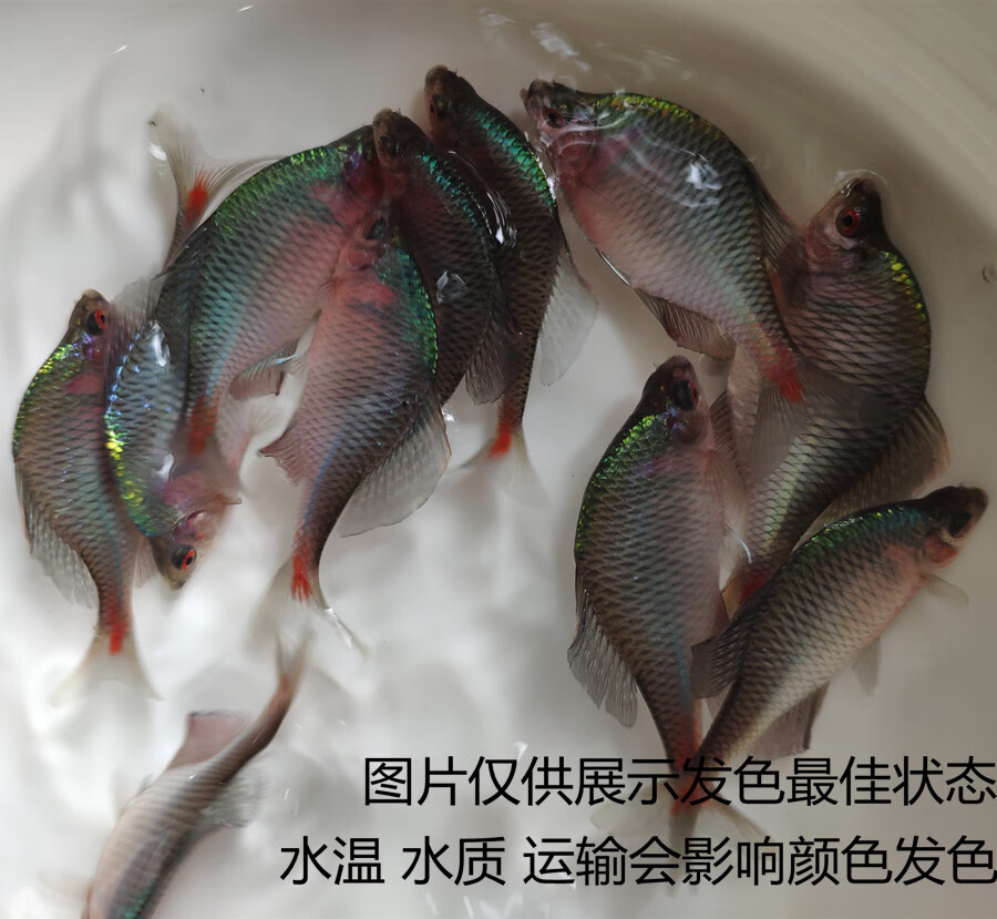 荣郁鳑鲏鱼观赏鱼冷水鱼原生鱼七彩旁皮鱼高体旁皮活体小型淡水鱼好养