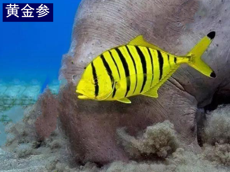 海水鱼活体活物黄金参红边鱼老鼠斑群游海水缸宠物鱼珊瑚缸家养办公室