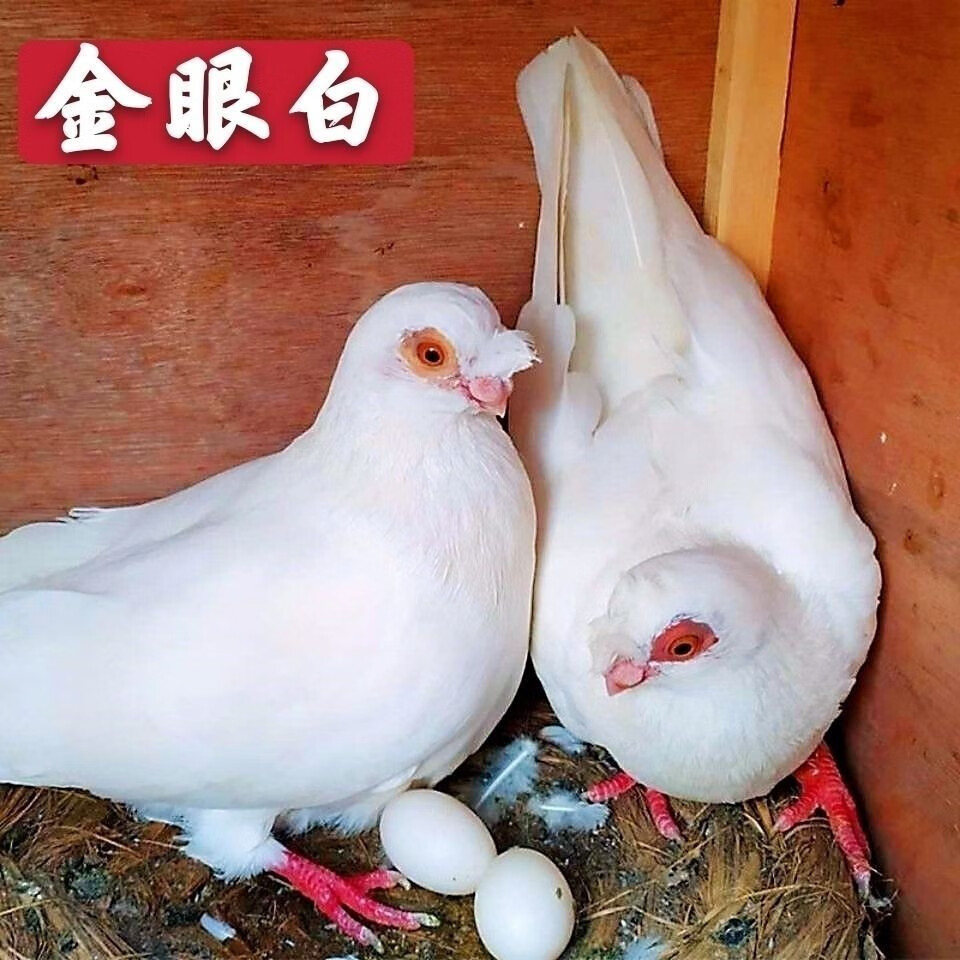 不二臣【金眼白】观赏鸽子活体一对幼鸽青年鸽种鸽蚕眼白豆眼白包活