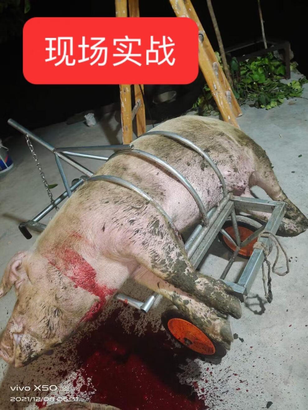 舞万花杀猪架子杀猪凳杀猪神器杀猪杀猪架子杀猪凳杀猪神器杀猪