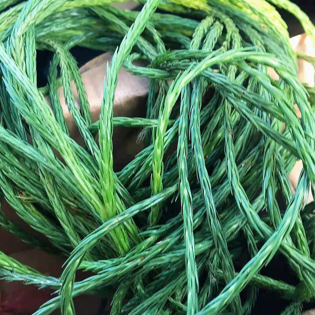 马尾千金草中叶新鲜伸筋草带根500