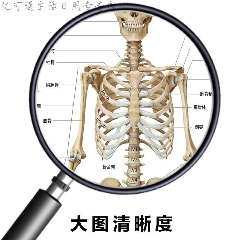 人体骨骼图挂图器官内脏结构图海报脊柱图解肌肉分布解