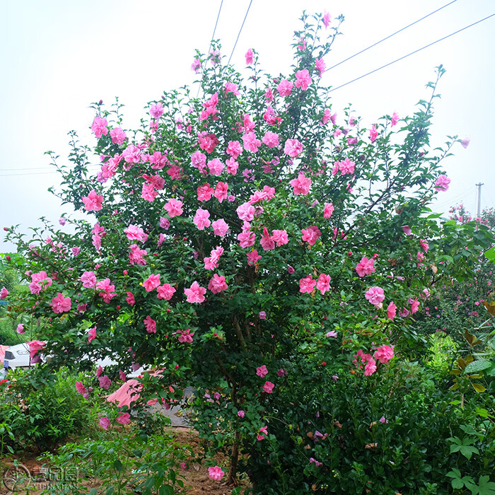 【基地直销 现挖现卖】玫红重瓣木槿花树苗 室外庭院耐寒耐阴花卉植物