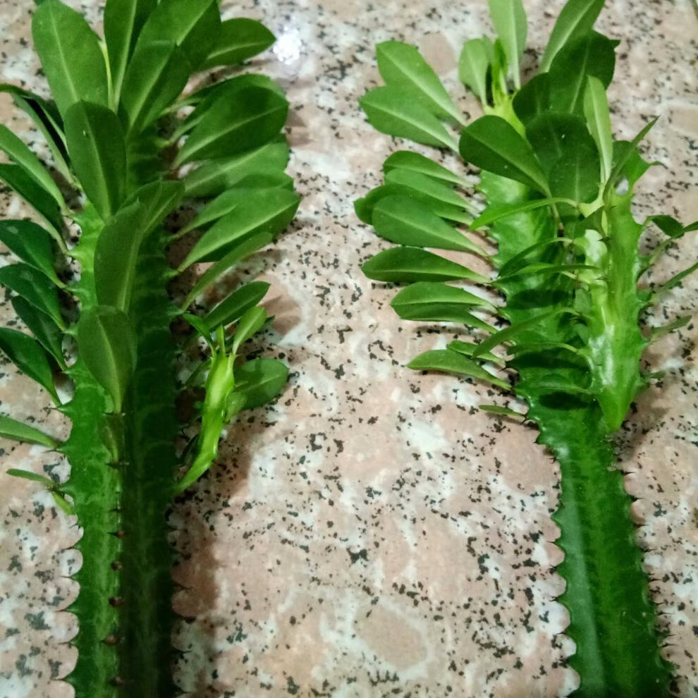 龙骨盆栽 巴西龙骨 室内观赏 霸王鞭 仙人掌 量天尺 多肉植物盆景