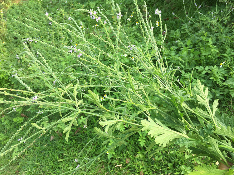 野生马鞭草 新鲜铁马鞭草 马鞭草中草药 马边草铁马莲