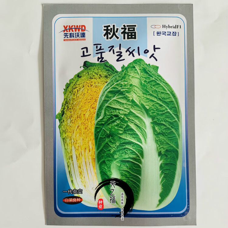 87114大白菜种子高产耐寒抗病毒耐贮藏秋冬黄心白菜种籽蔬菜籽孑崂峰