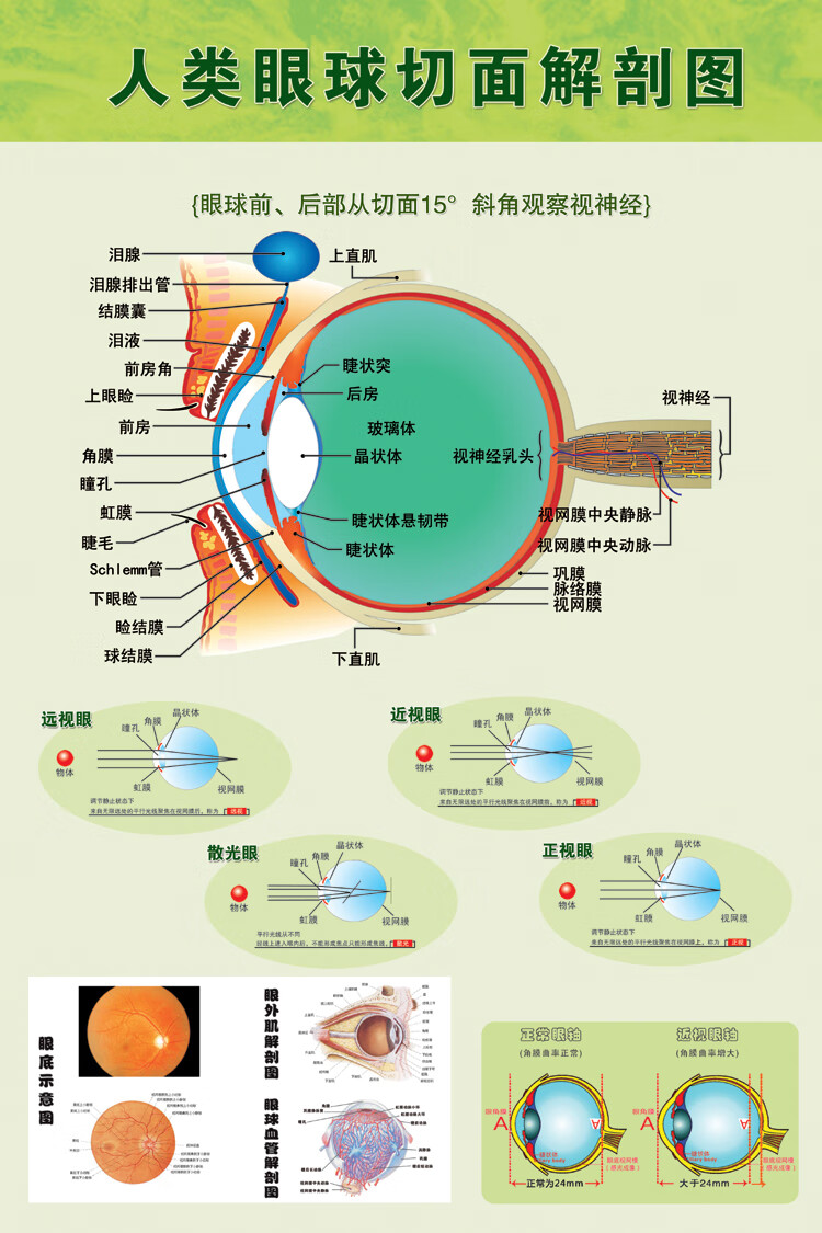 眼球解剖图泪腺分布图人体眼部肌肉血管结构图医院眼科宣传画海报