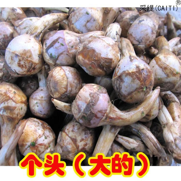 新鲜江苏淮安圆茨菇次姑紫茨菰5斤个大白马蹄芽菇燕尾草燕尾菇白地果