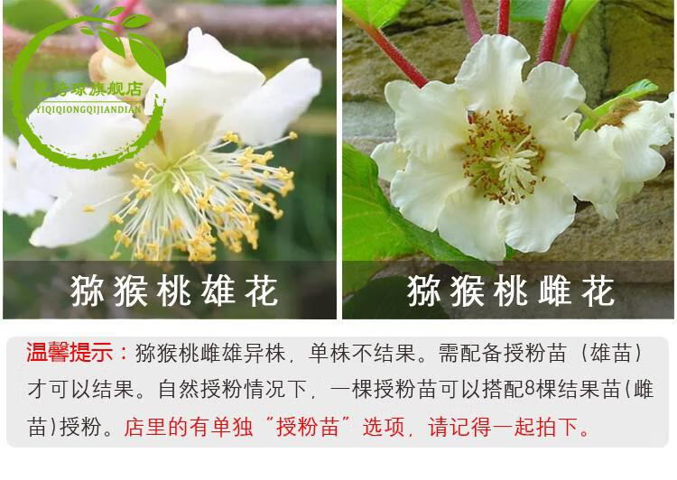 软枣猕猴桃苗树果树自花授粉当年结果四季种植地栽庭院阳台盆栽南方