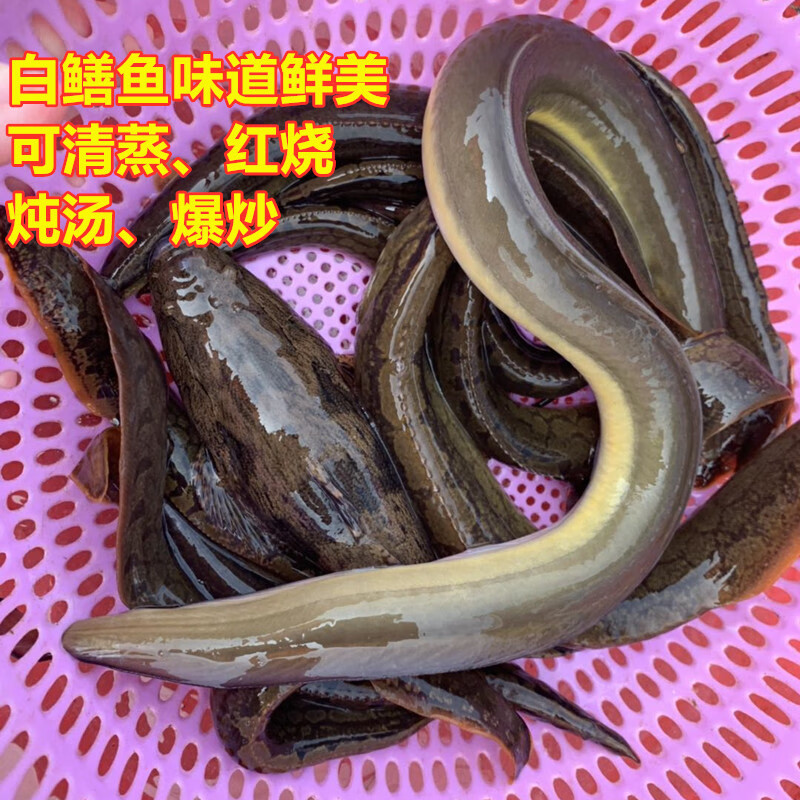 lism白鳝鱼河新鲜生猛鲜活鳗鲡青鳝白鳗河鳗鳗鱼现杀寿司鱼
