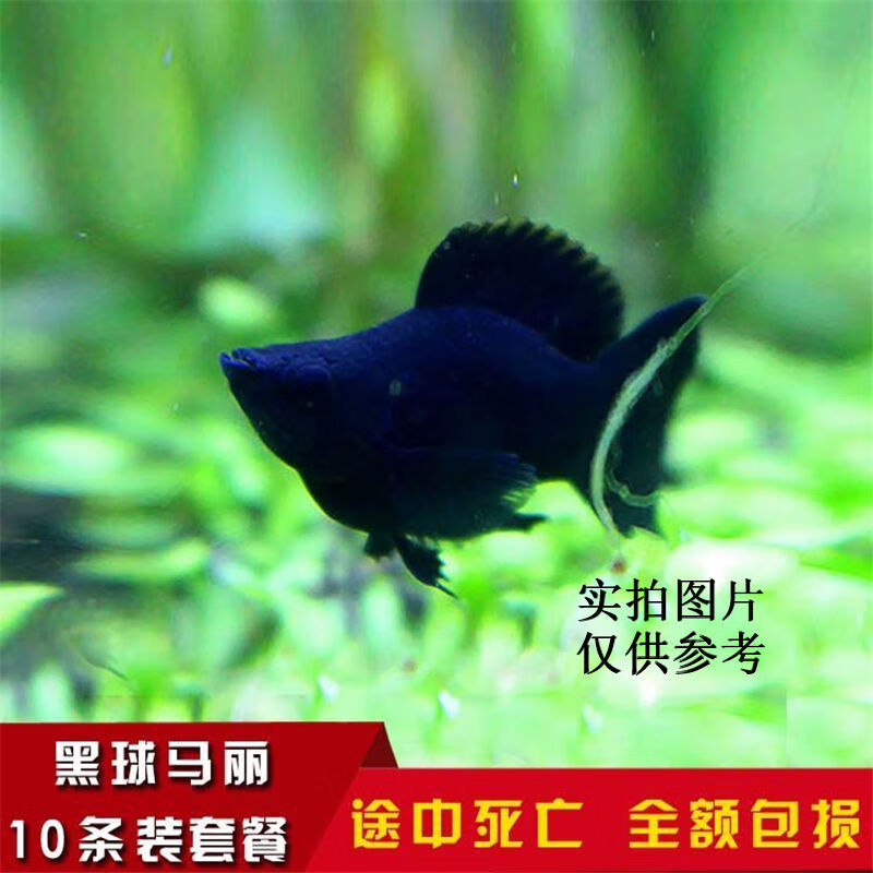 【京选推荐】胎生鱼活观赏鱼黑玛丽鱼皮球玛丽鱼月光鱼热带鱼宠物鱼