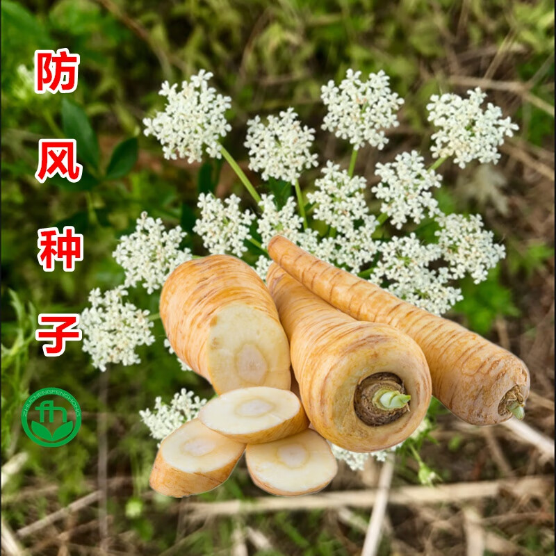 防风种子中药草种子草防风籽种籽铜芸回云野生关防风种籽药材 防风