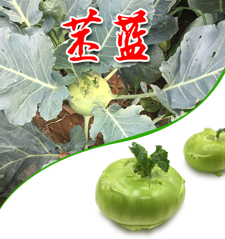 农家自种蔬菜新鲜苤蓝菜苤蓝疙瘩撇了球茎甘蓝大头菜茄莲装带箱十斤装